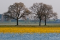 019_Biebrza - kwiecien 2010